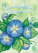 Morning Glory seed packet